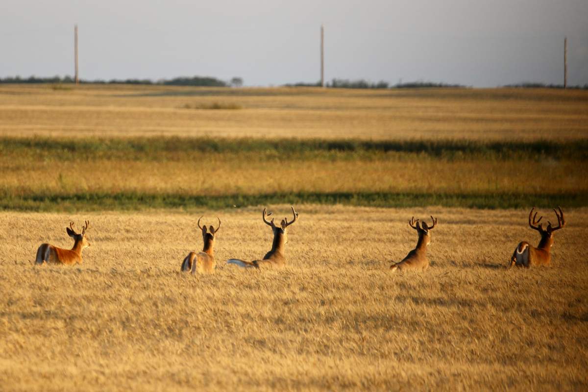 The Sept. 30 Your Saskatchewan photo of the day was taken by Brenda Gawluk in Fosston.