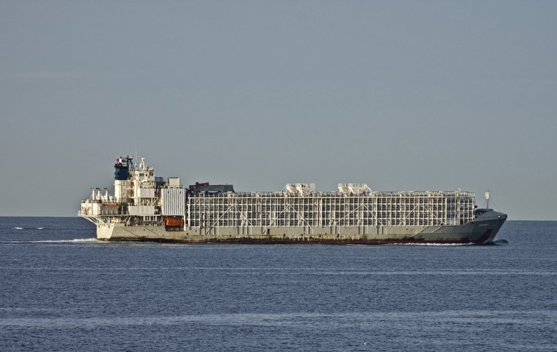 FILE - In this April 6, 2019, file photo, the 11,947-ton Gulf Livestock 1 cargo vessel sails through Port Phillip Heading into Bass Strait Victoria in Australia. Japan's coast guard ships were back at sea off southern Japanese coast Tuesday, Sept. 8, 2020 looking for the missing ship carrying thousands of cows from New Zealand and 40 remaining crew members, resuming their search operation suspended due to a typhoon after finding two survivors and a body.
