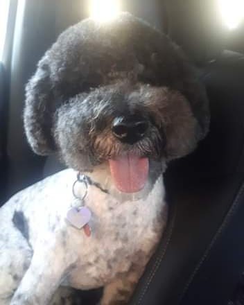 Athena, Rikki Segall’s dog, is pictured in this undated photo.