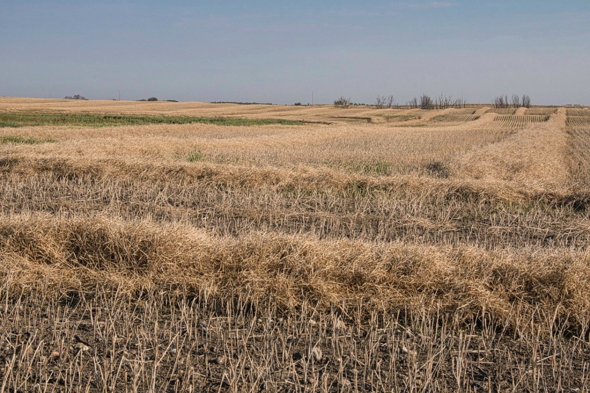 Saskatchewan Agriculture reported 28 per cent of the crop is combined and another 27 per cent is swathed or ready to straight-cut.