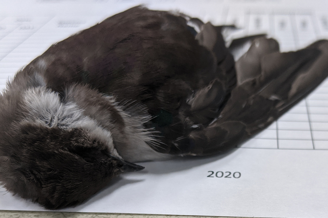A dead migratory bird is shown in New Mexico in this image posted on Twitter Sept. 12, 2020.