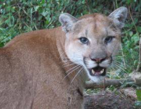 People are never to  approach an animal that may fit the description of a cougar.