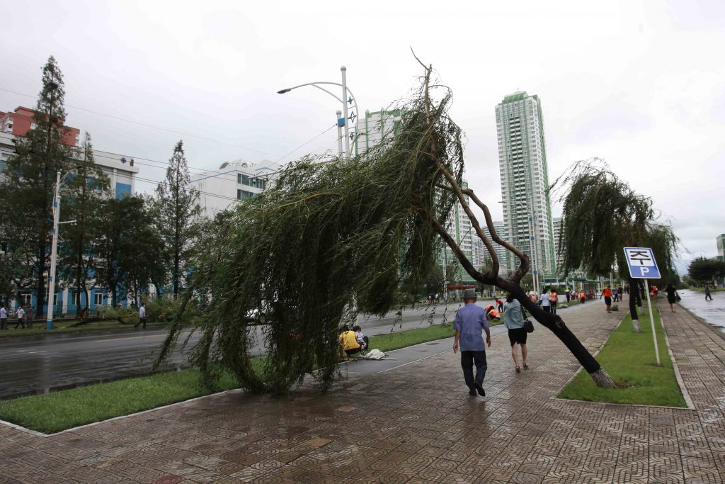 People walk under a damaged tree from a typhoon on a main road in Pyongyang, North Korea, Thursday, Aug. 27, 2020. A typhoon damaged homes and other buildings, flooded roads and toppled utility poles on the Korean Peninsula before weakening to a tropical storm. 