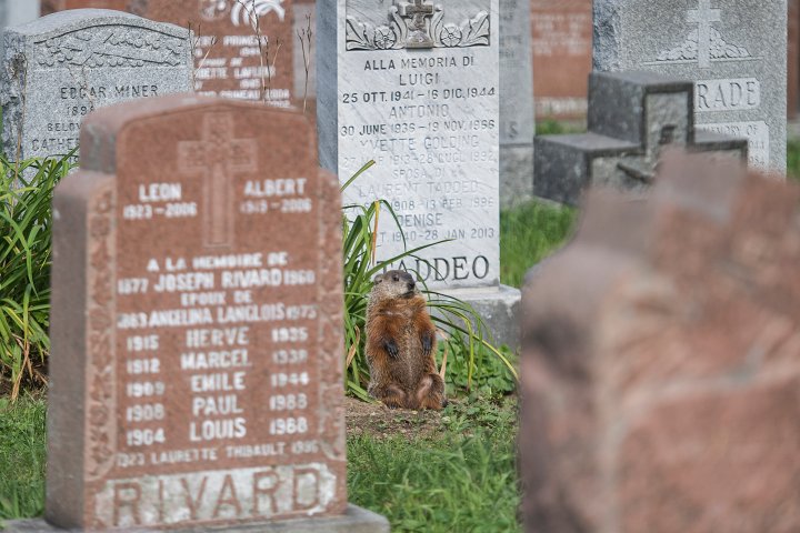 Groundhogs occasionally digging up bones, coffin pieces at Montreal cemetery
