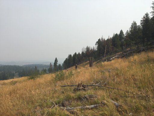 A clear-cut area where new trees are facing competition from grass.