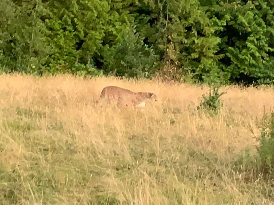 This cougar was spotted on the Coquitlam Crunch on Friday morning.