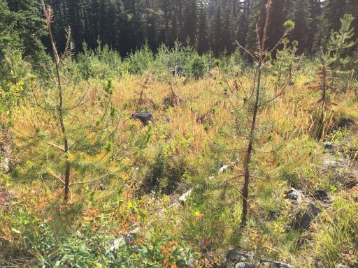 Dying trees observed during the Forest Practices Board’s survey of reforestation in interior Douglas-fir zones.