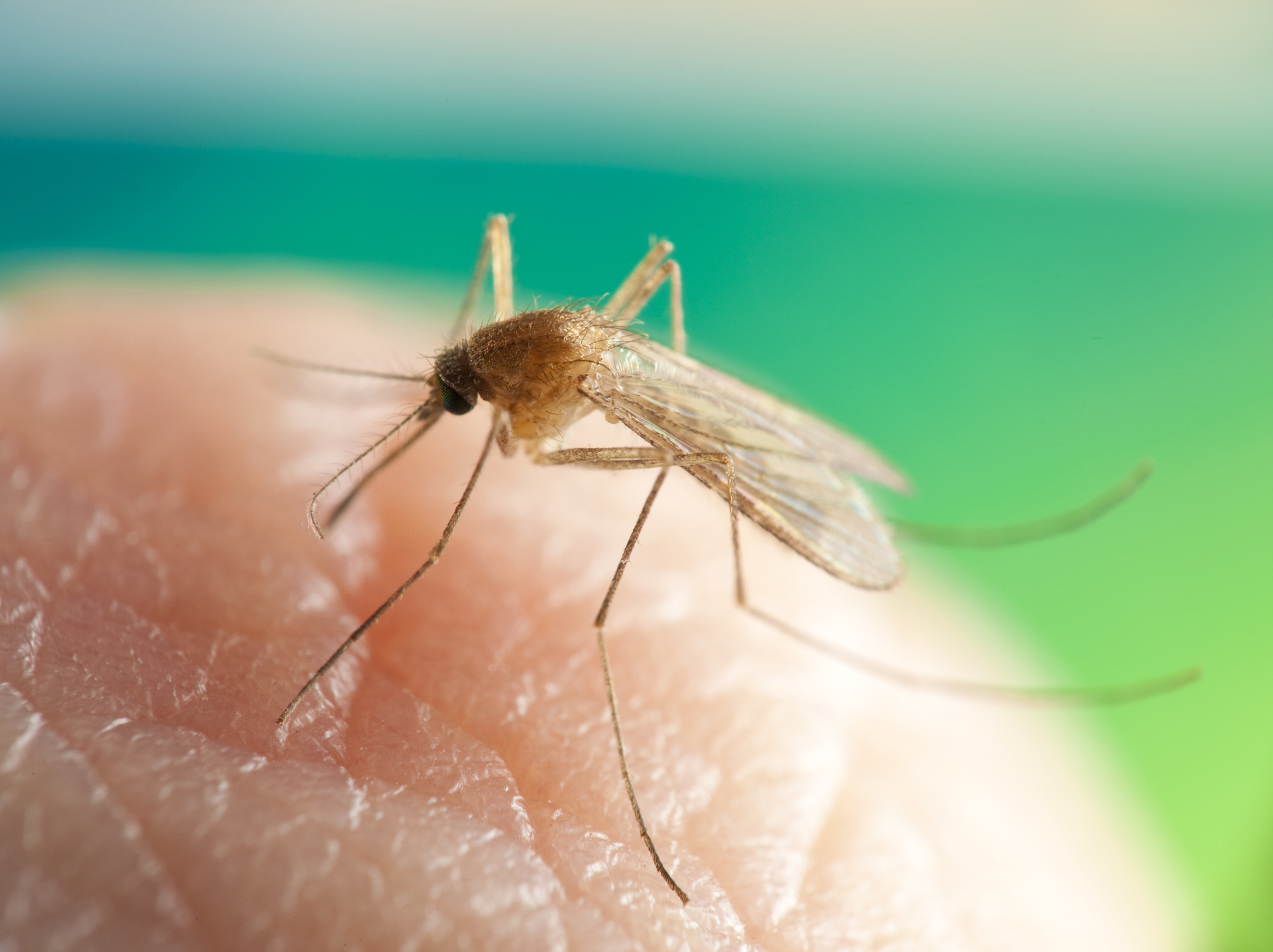 Edmonton city council eliminates aerial mosquito control program