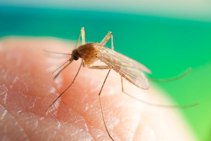 Edmonton city council eliminates aerial mosquito control program