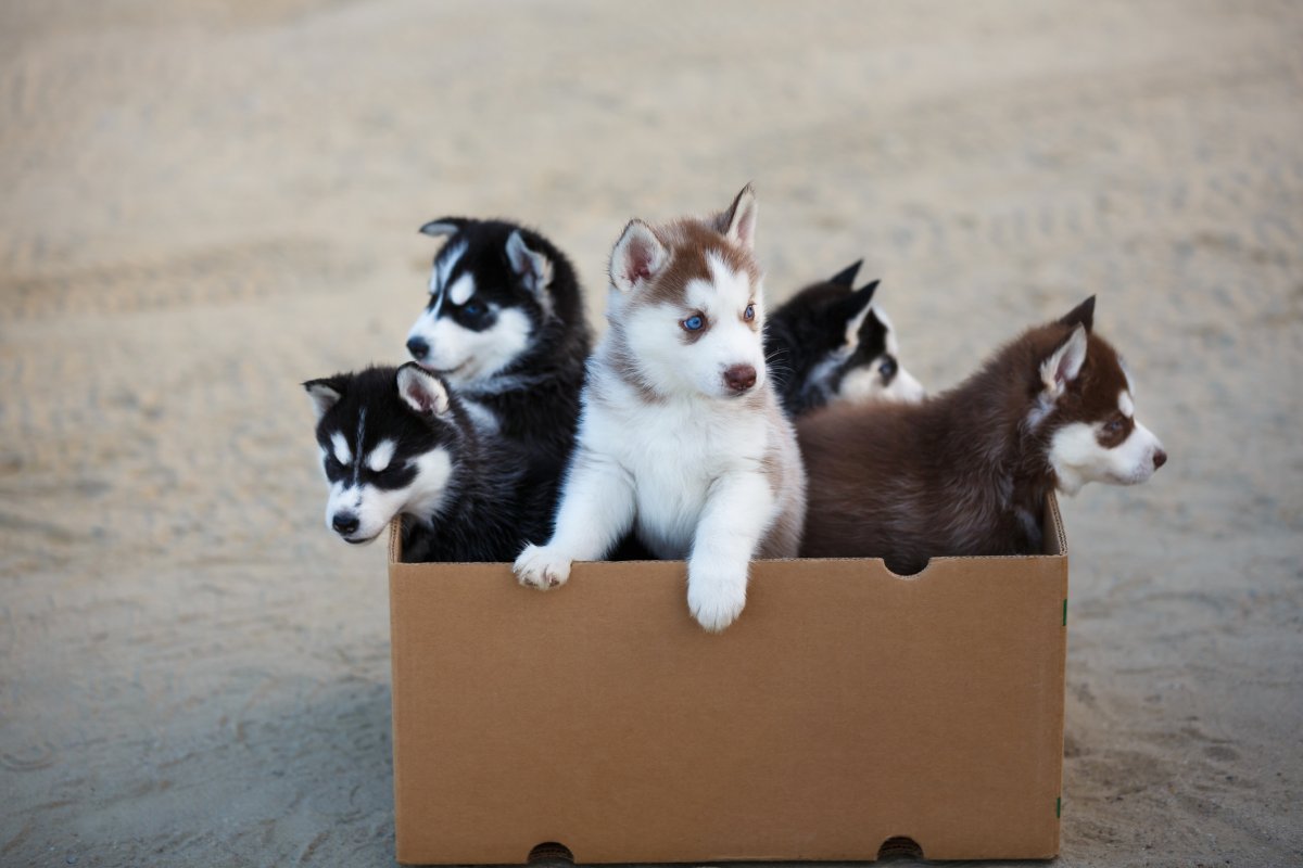 Puppy prices on Kijiji are skyrocketing in Manitoba.