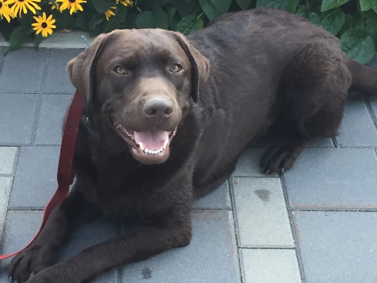 A Vernon, B.C., resident says her chocolate Labrador, seen here before the attack, was attacked by a German shepherd while they were leaving a local dog park. She says her chocolate Lab, Barney, required two surgeries.