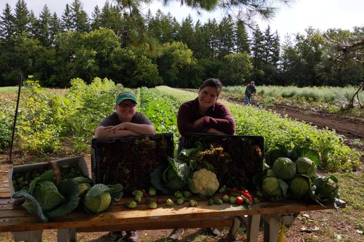 Lindsay community garden grows nearly 6,000 pounds of produce for food banks, non-profits