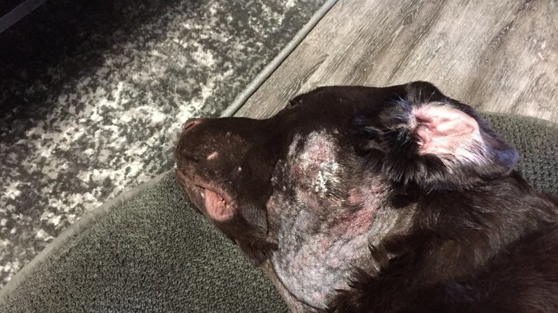 A photo of Donia Strand’s dog, Barney, following the second surgery.