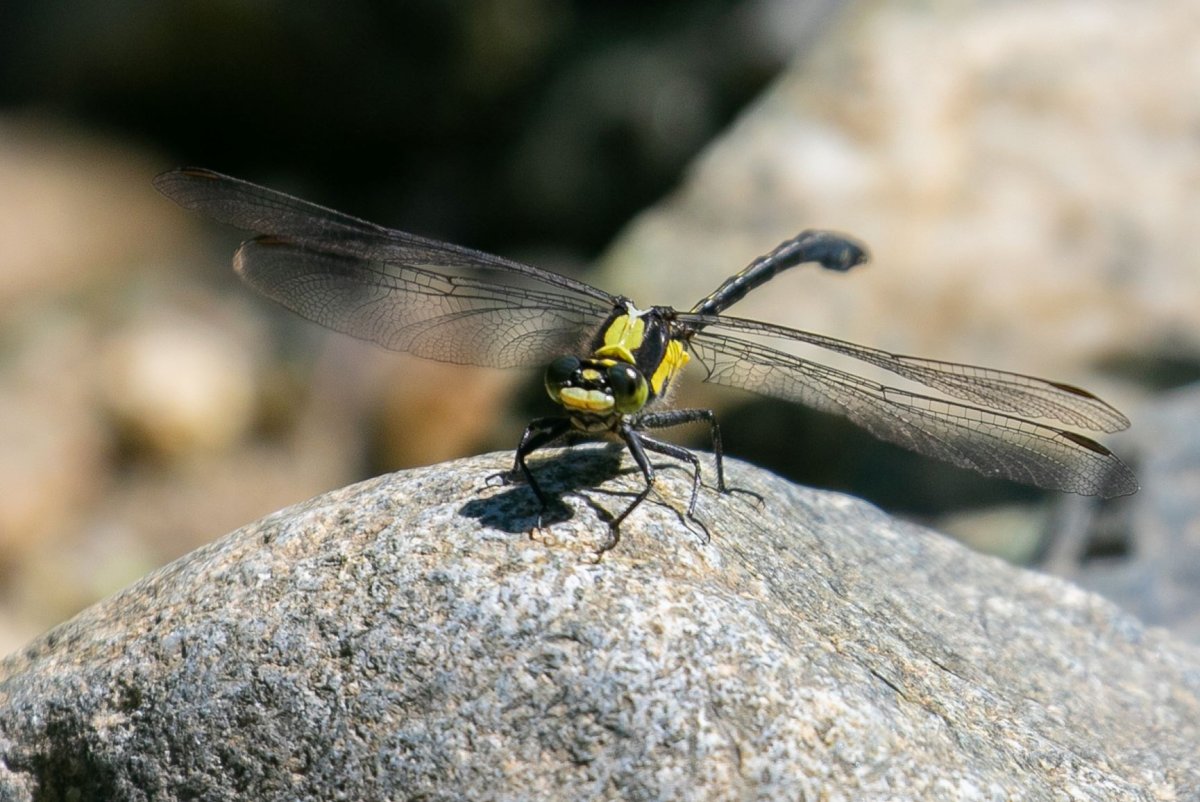 The Grappletail Dragonfly had not been seen in British Columbia for 40 years before a hiker spotted one and snapped a photo in Davis Lake Provincial Park near Mission in July of 2020.