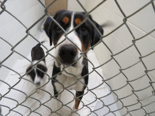 The SPCA says the dogs and puppies are a range of breeds and breed crosses.