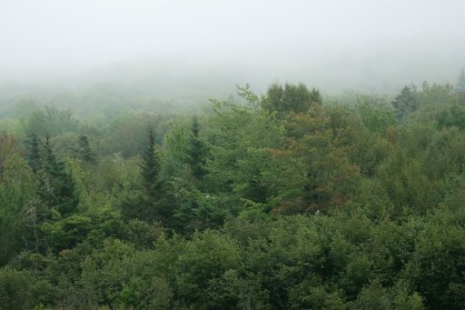 Image taken of the Acadian forest. (The Nature Conservancy of Canada)