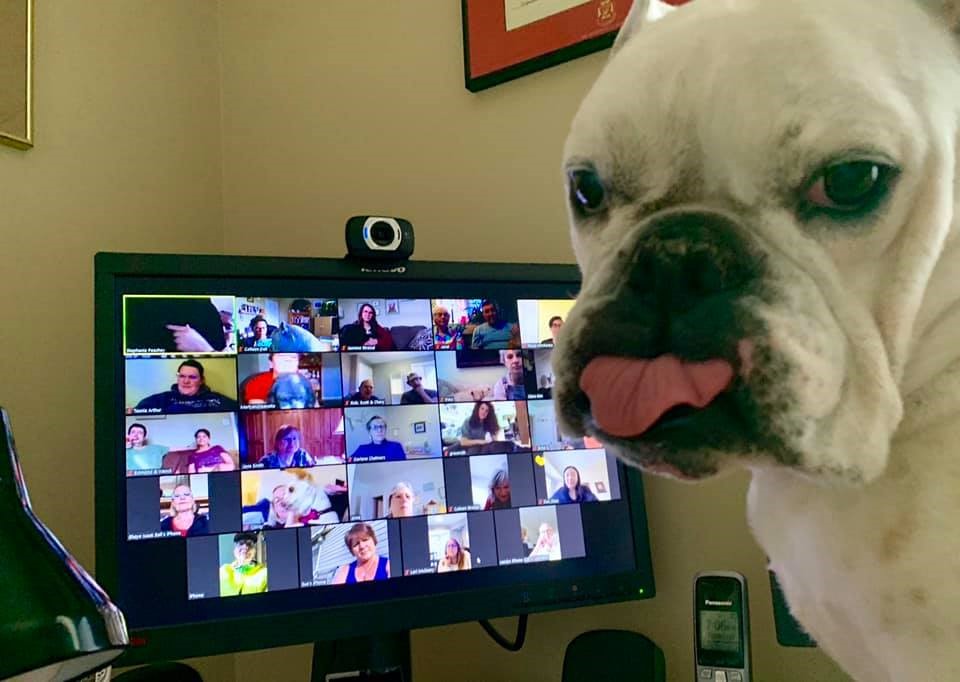 Dr. Colleen Dell's dog, Anne-Belle helping out with the online therapy dog program.