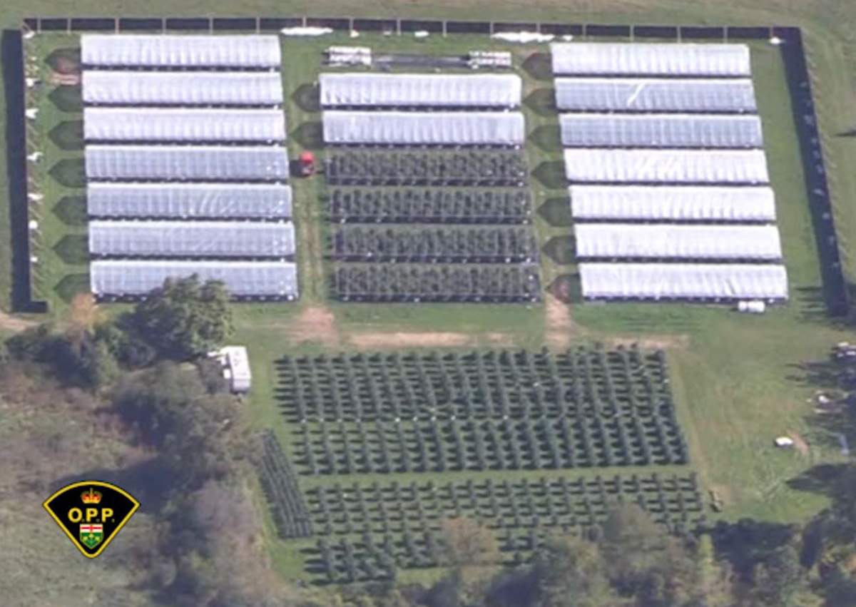 3 grow ops uncovered southwest of Smiths Falls: OPP - image