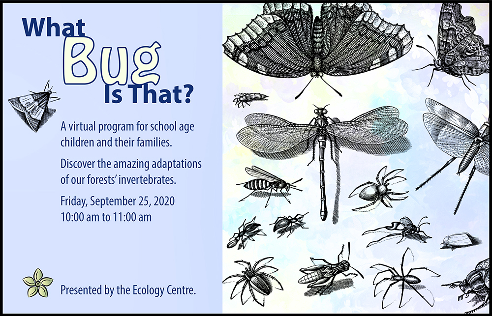 What Bug Is That? - image