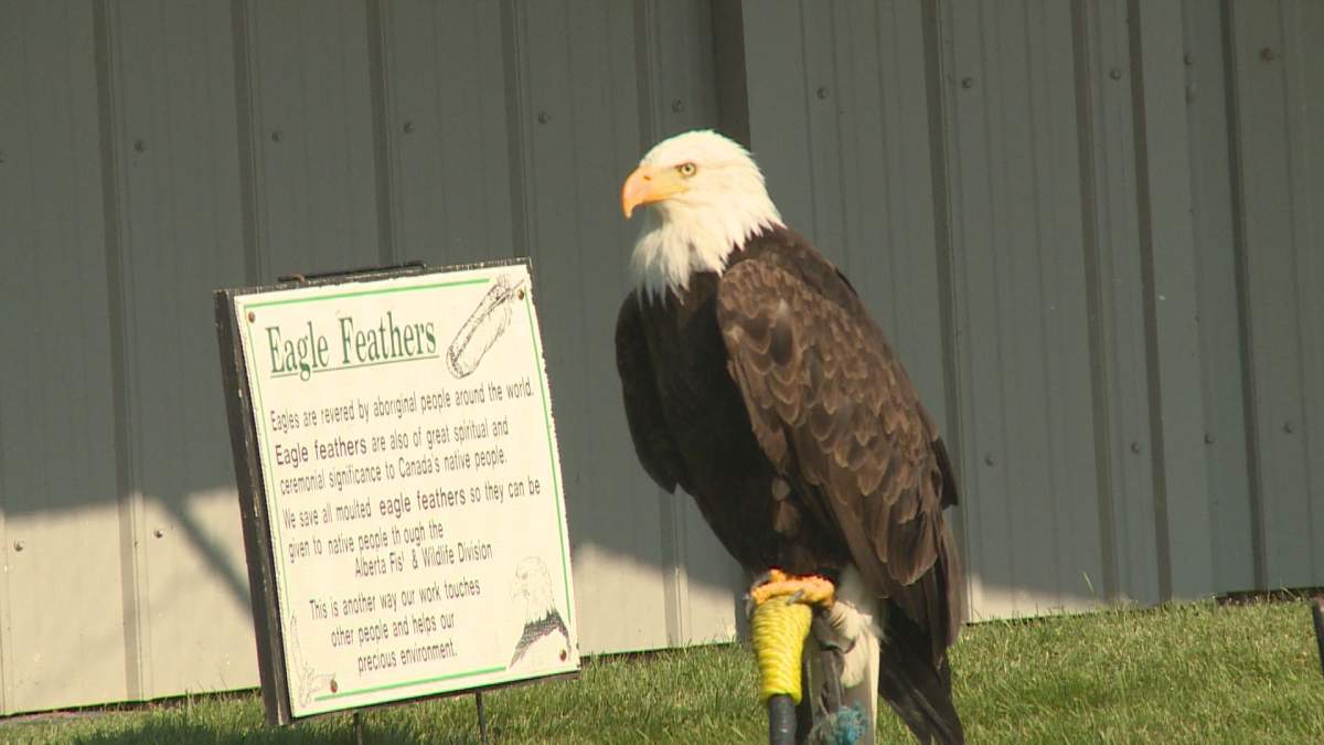 An eagle at the Alberta Birds of Prey Centre in Coaldale, Alta.