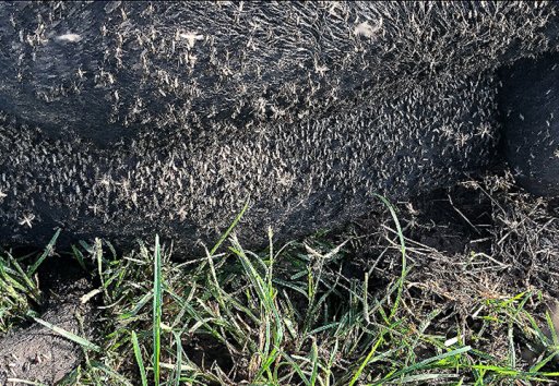 A bull’s stomach is shown covered in mosquitoes in Louisiana on Sept. 2, 2020.