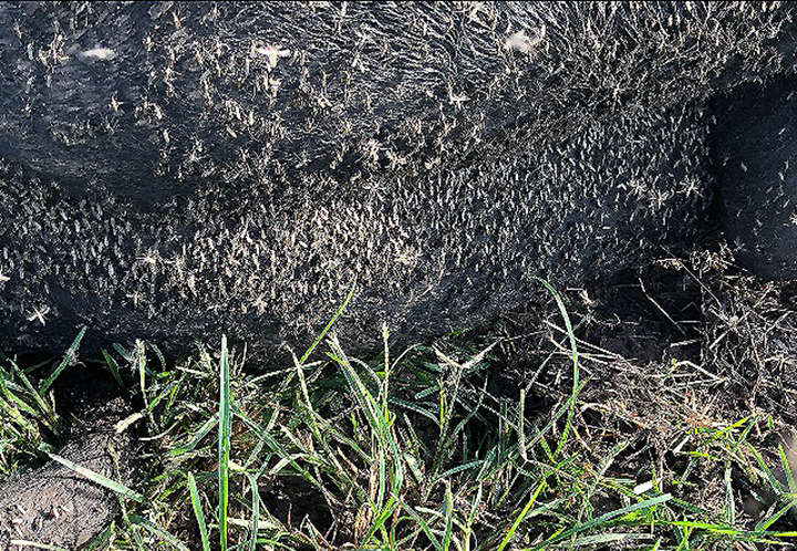 El estómago de un toro se muestra cubierto de mosquitos en Louisiana el 2 de septiembre de 2020.
