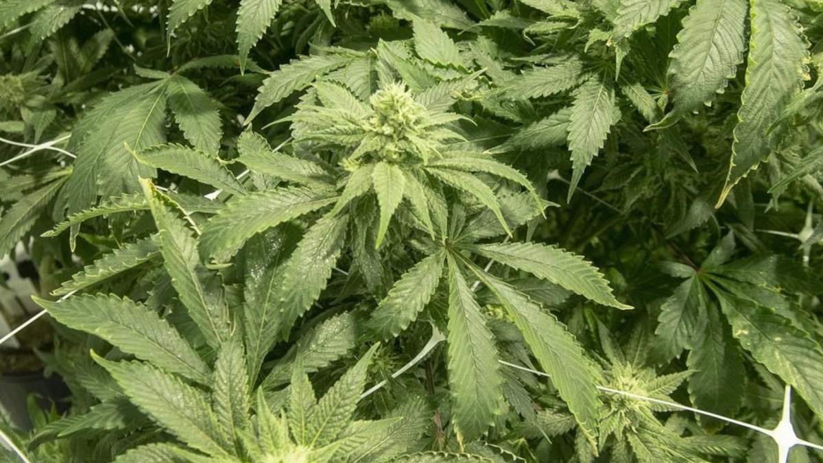 Ten people face charges after OPP seized 3,850 marijuana plants from a property in the Municipality of Port Hope.