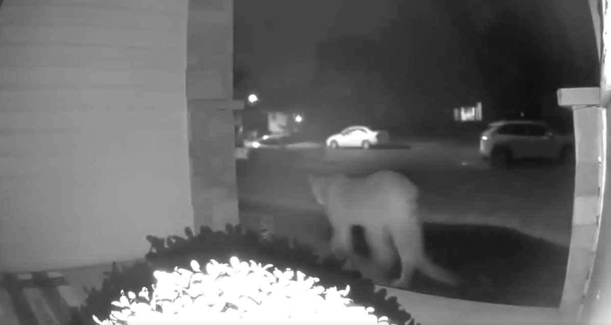 Police in Moose Jaw are warning residents after a cougar was spotted early Monday morning.