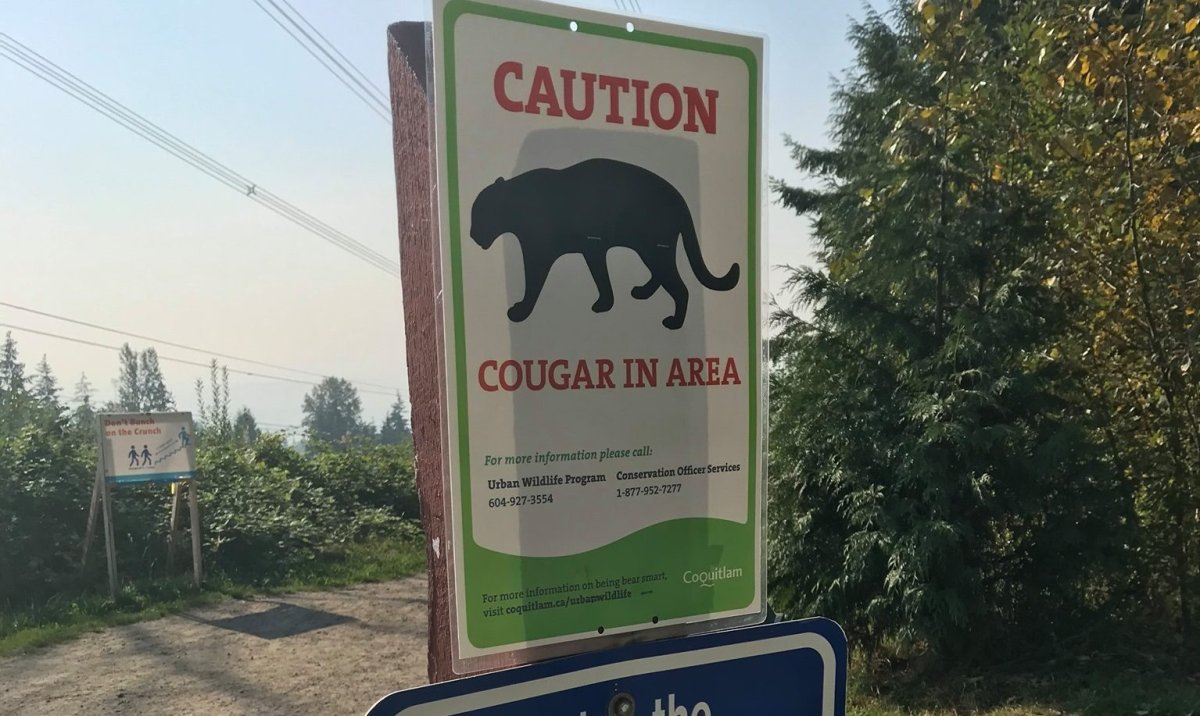 Residents of the Tri-Cities are being warned to keep their pets indoors or on a leash after a recent cougar incident.