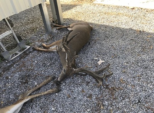 This Sept. 2, 2020, photo shows deer at a ranch where they were killed by hordes of mosquitoes.