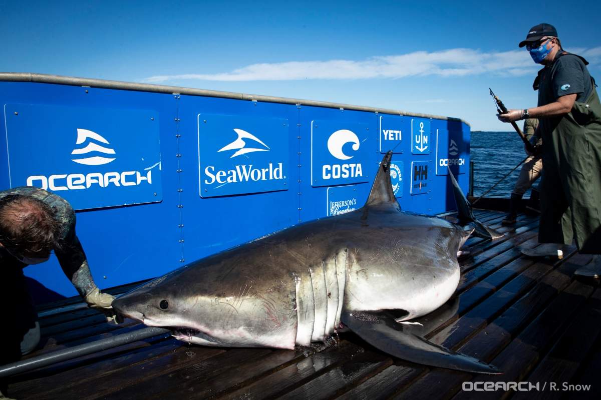 The team successfully tagged its first white shark on Sept. 13.