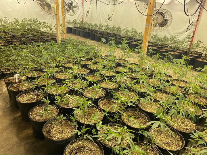 The illegal grow-op in the GTA.