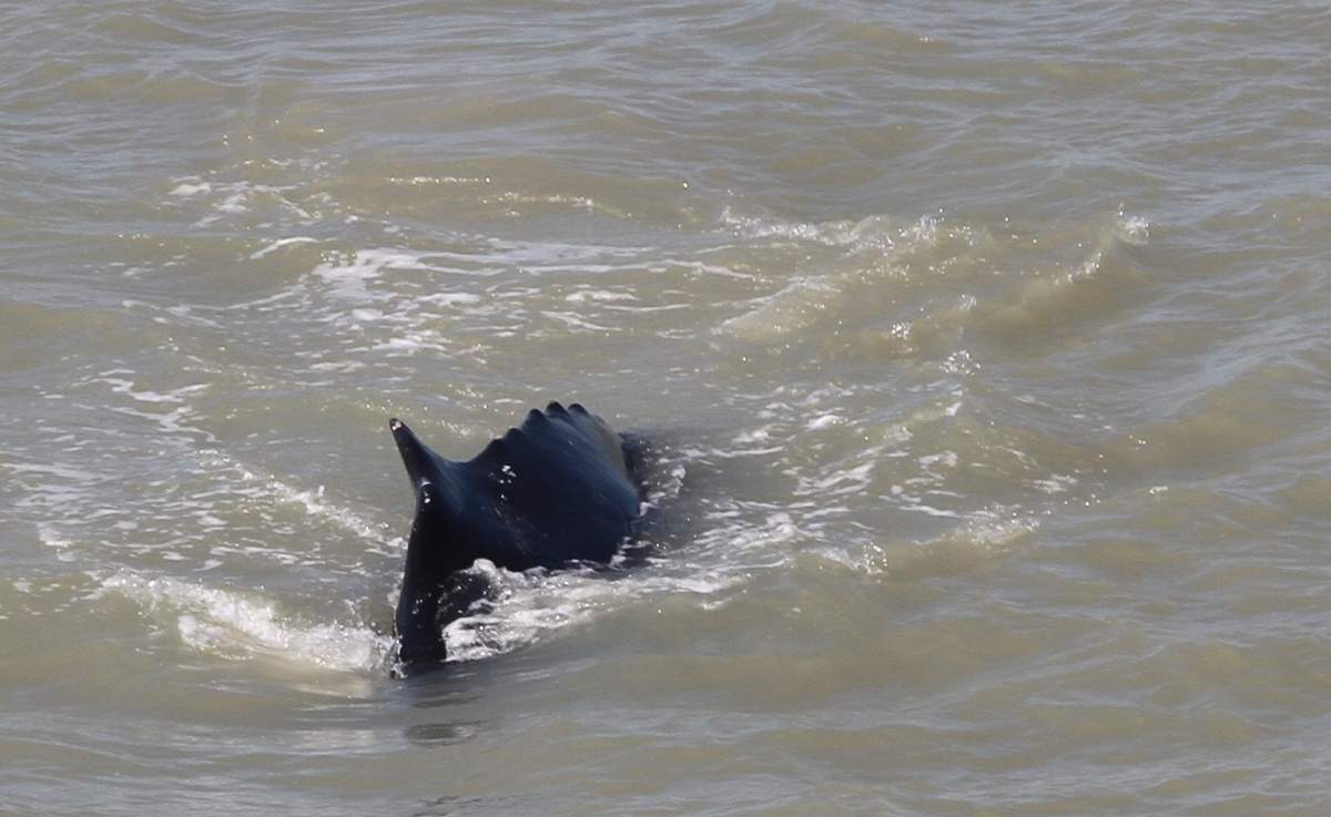 A humpback whale is shown in the East Alligator River on Sept. 11, 2020.
