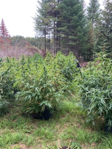 West District attended several fields in a wooded area in Southhampton on Sept. 22-23 and found 400 mature cannabis plants.