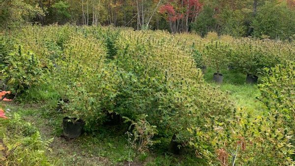 New Brunswick RCMP destroyed 400 cannabis plants in Southhampton, N.B., on Sept. 22-23.