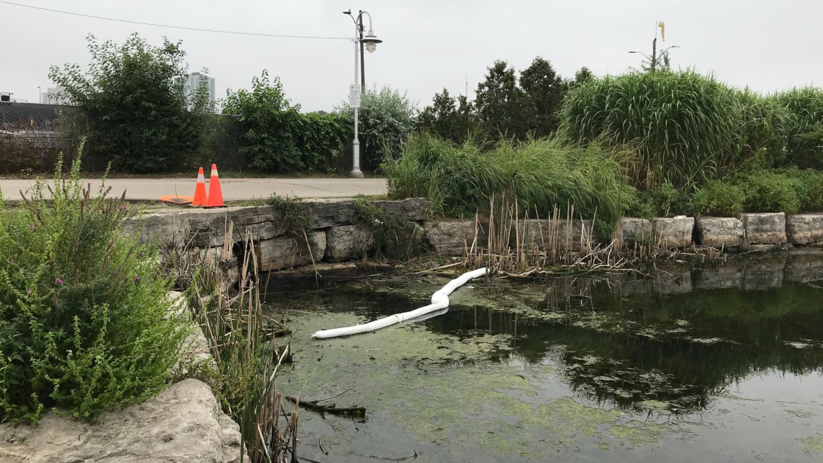 The City of Hamilton is investigating an 'oily' spill found in the water near Bayfront on Sept. 8, 2020.