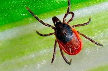 U.S., Europe begin testing 1st possible Lyme disease vaccine in 20 years