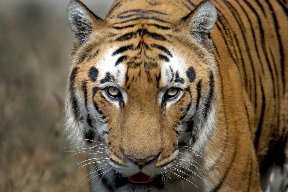 An Indian Bengal tiger is shown in this file photo from Jan. 28, 2006.