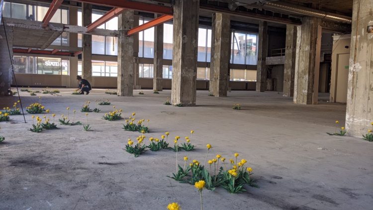Dandelions on display in downtown Edmonton, part of a multi-site exhibit  called "Context is Everything" — created by Saskatoon artist Monique Martin.