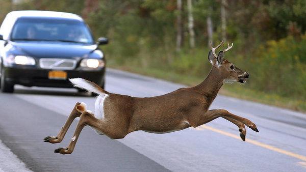 Ontario police see increase in deer-related collisions - image