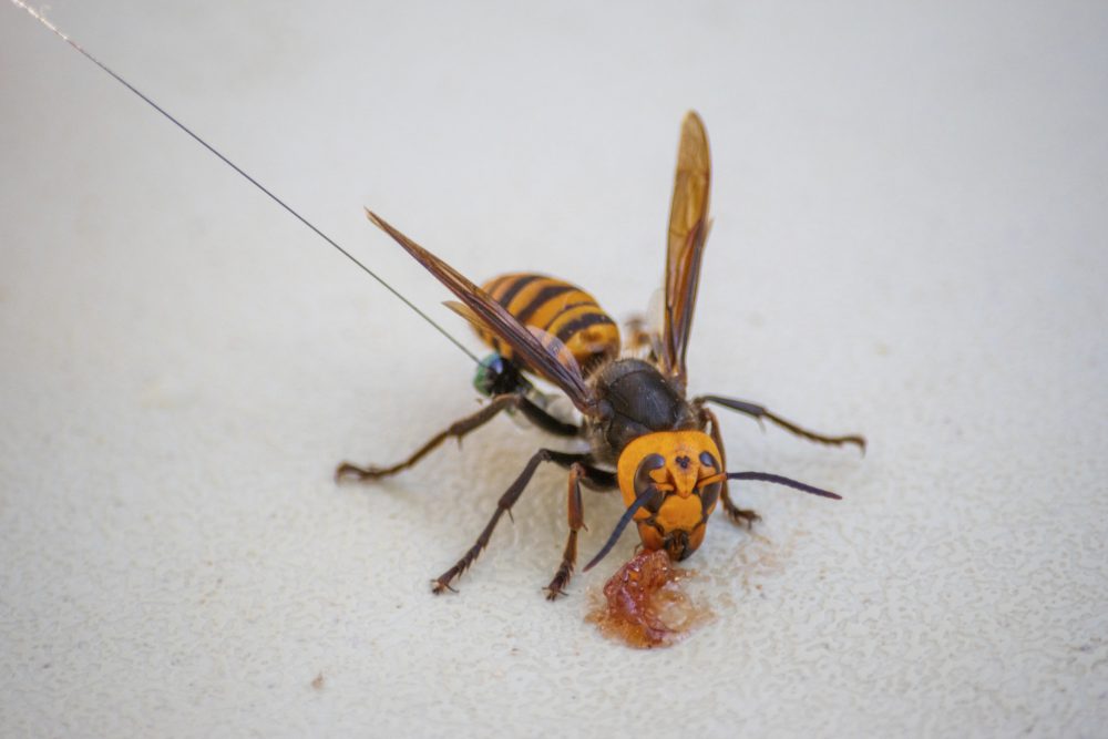 An Asian giant hornet is shown with a radio tracker attached to it in Washington state on Oct. 23, 2020.