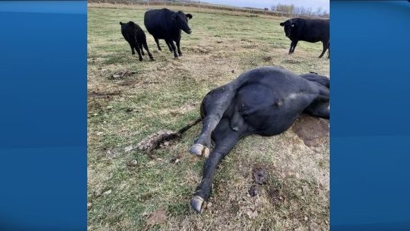 Parkland RCMP are asking for tips from the public as they try to locate the suspect(s) responsible for killing cattle west of Edmonton recently.