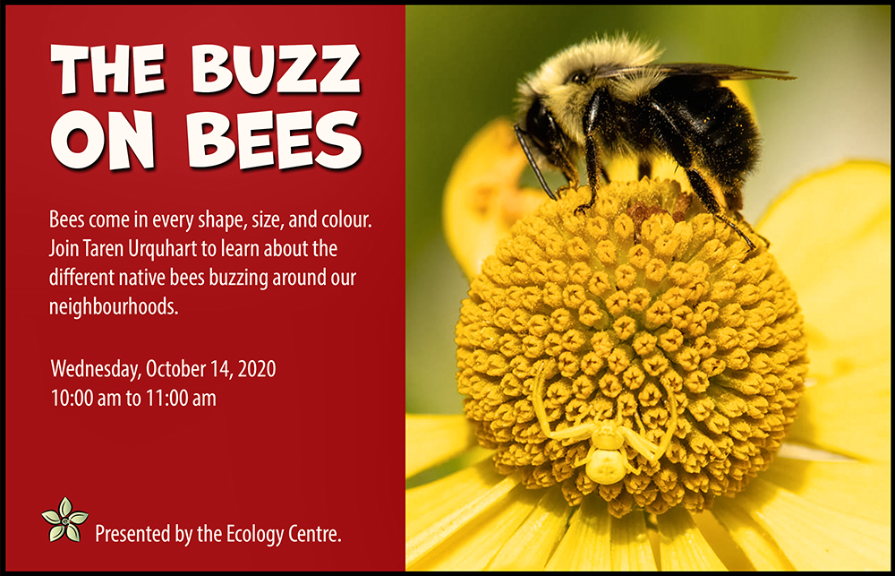 The Buzz on Bees - image
