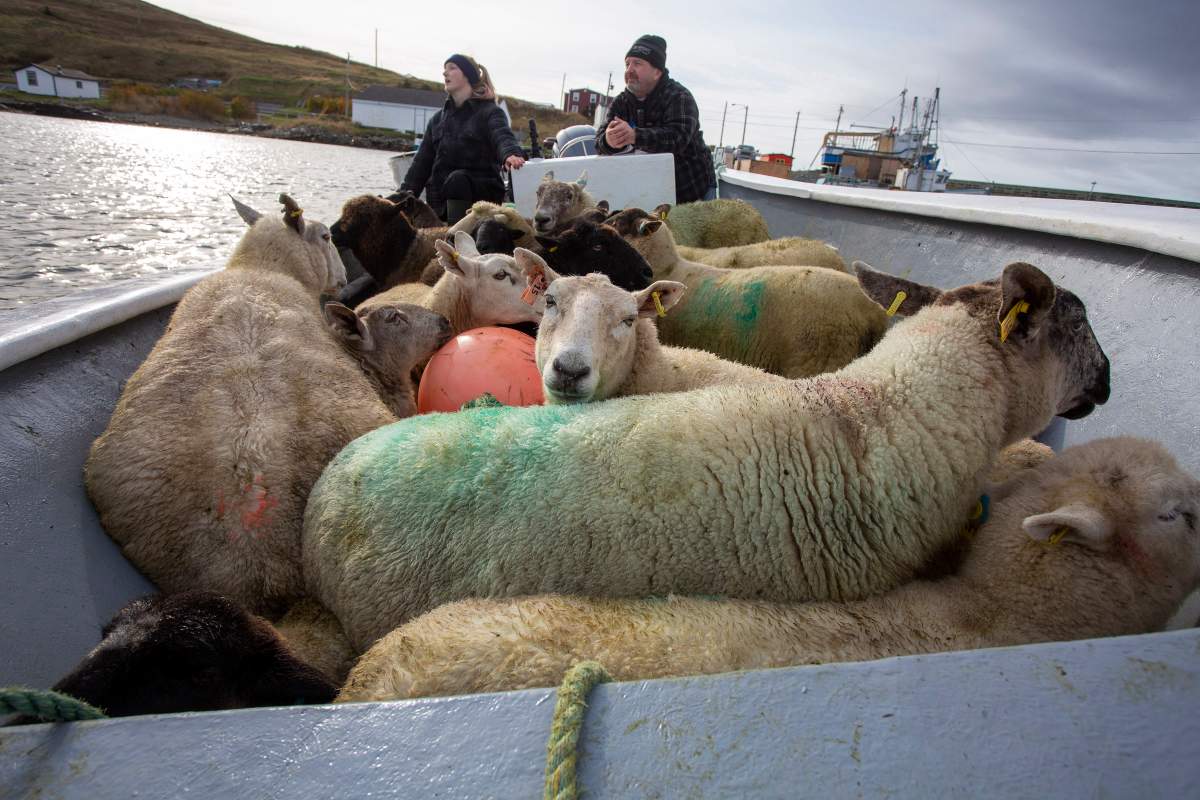 Erin Morry and Barry Tee (left to right) wait to off load their boatload of sheep at Ferryland, N.L. on Saturday, October 24, 2020. The Morry family let their sheep roam on Isle aux Bois, a small uninhabited island off Ferryland during the summer. THE CANADIAN PRESS/Paul Daly