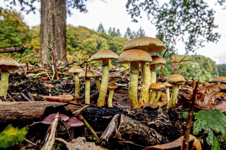 Autumn mushrooms in the forest, in Arnhem, Netherlands, on October 22, 2019.