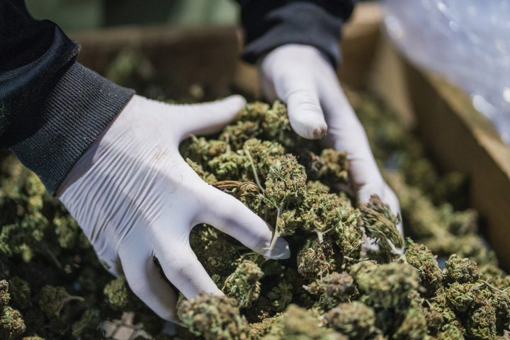 FThe charges come after CannTrust's licences were suspended for illegally growing thousands of kilograms of dried cannabis in unlicensed rooms in 2018 and 2019.