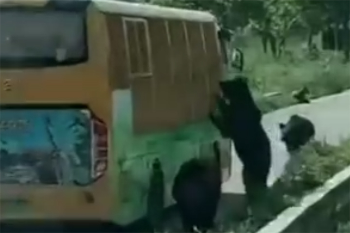 Bears are shown investigating a tour bus in Shanghai Wildlife Park in Shanghai, China.