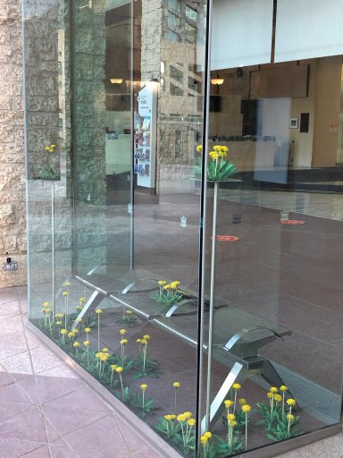 A dandelion art display at Edmonton City Hall.