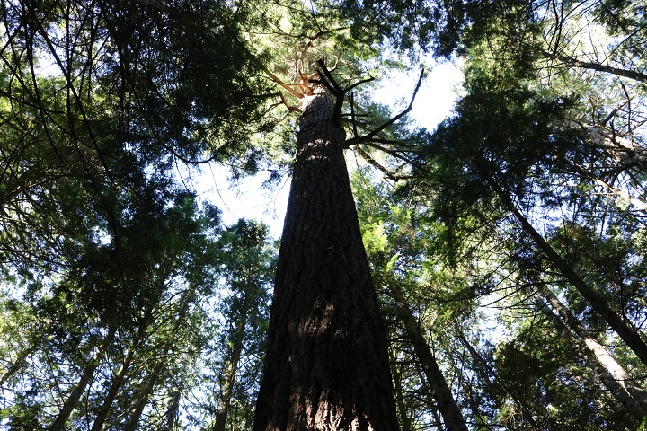 Fall for B.C.: Exploring the Victoria area - image