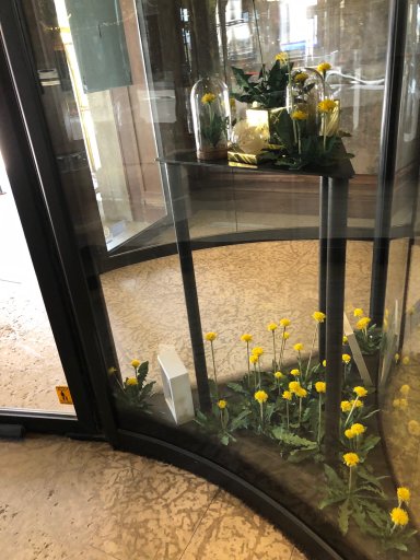 Dandelions have popped up all over Edmonton’s downtown, including at the Fairmont Hotel Macdonald.